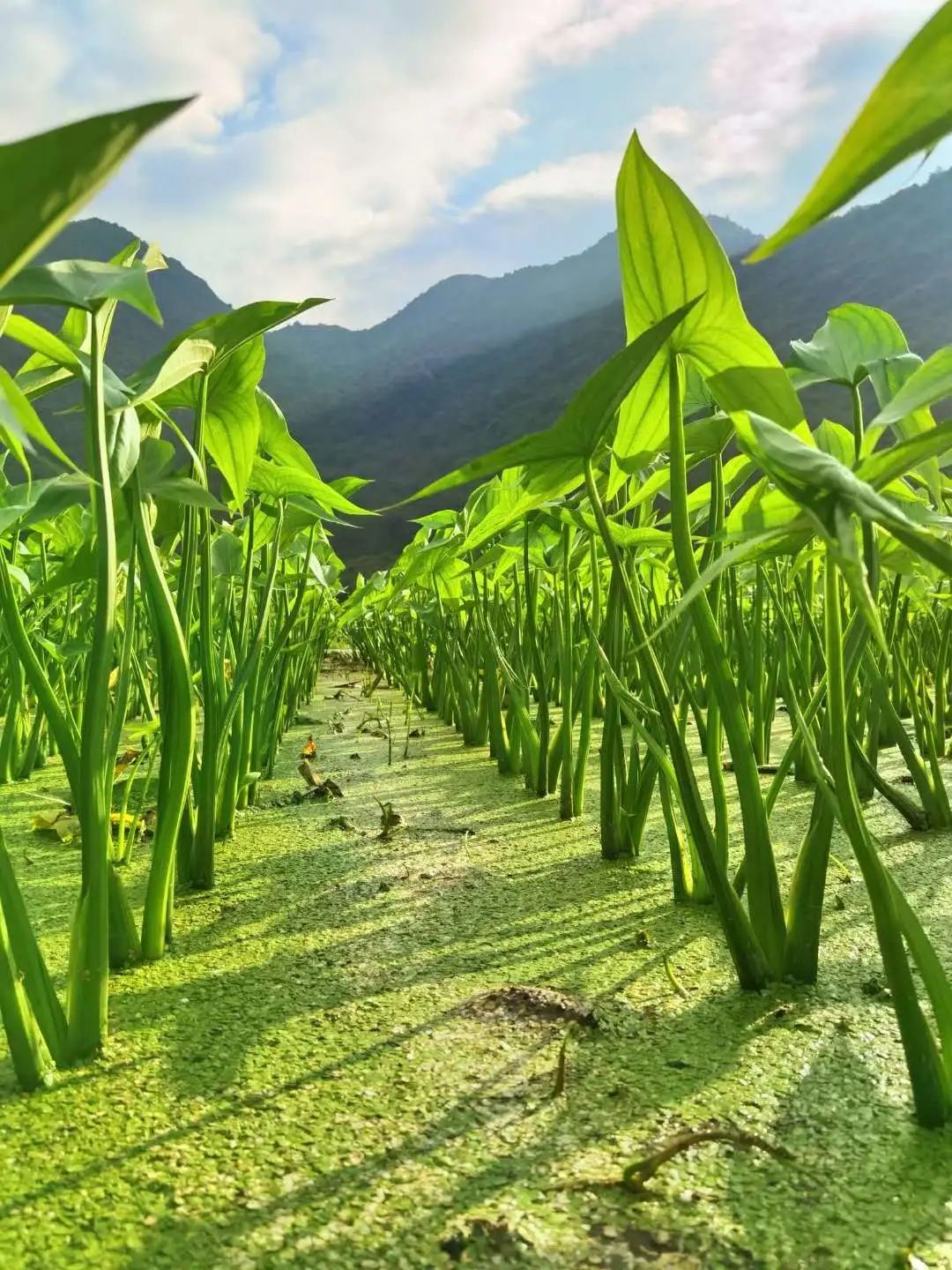花城控股集团 花城控股集团