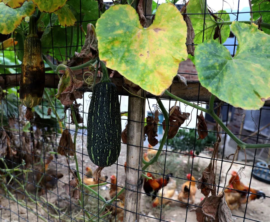 花城控股集团 花城控股集团