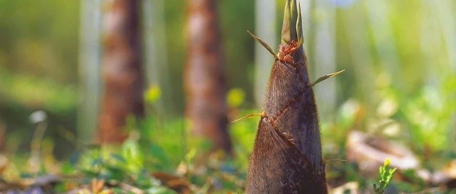 田园诗 | 在田园诗里赏竹品笋