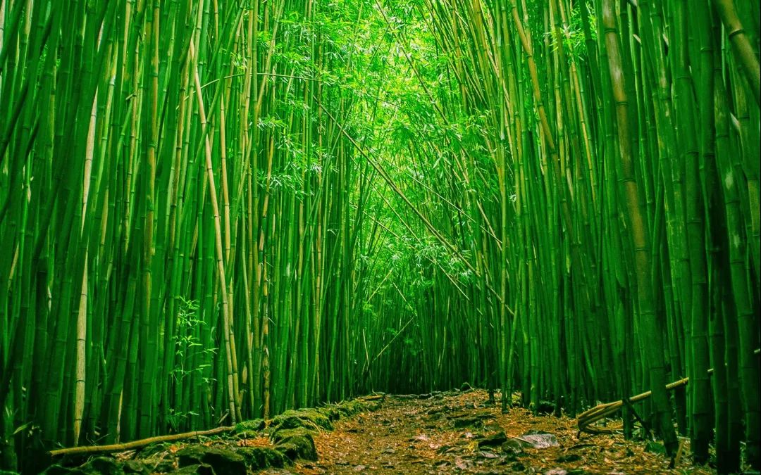 花城控股集团