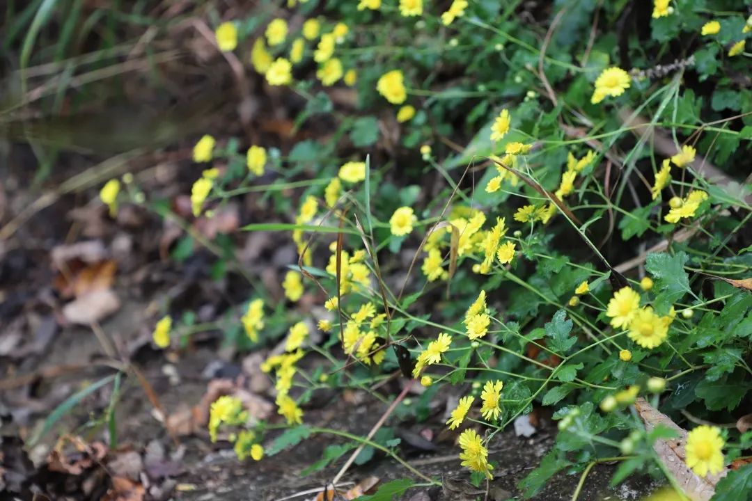 花城控股集团