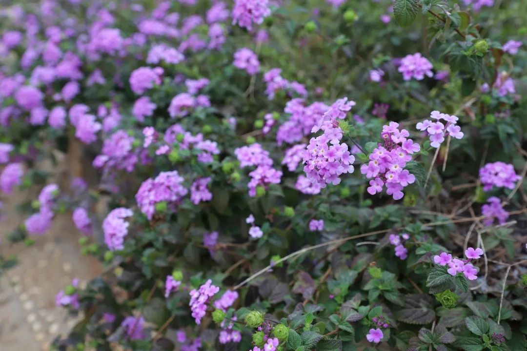 花城控股集团