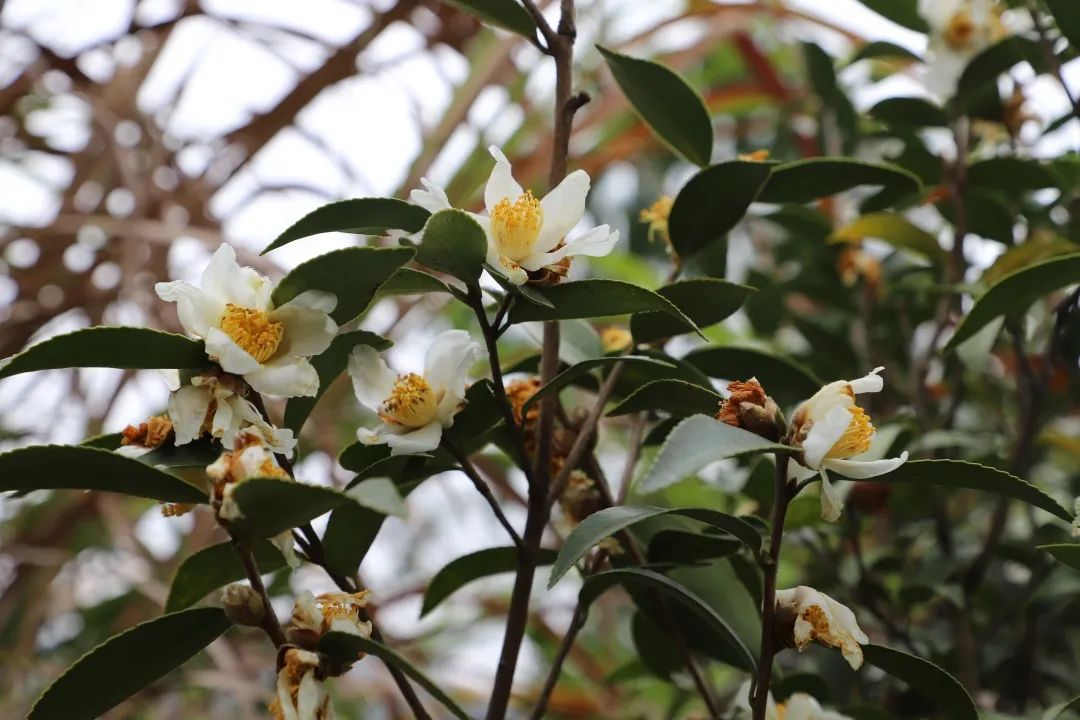 花城控股集团