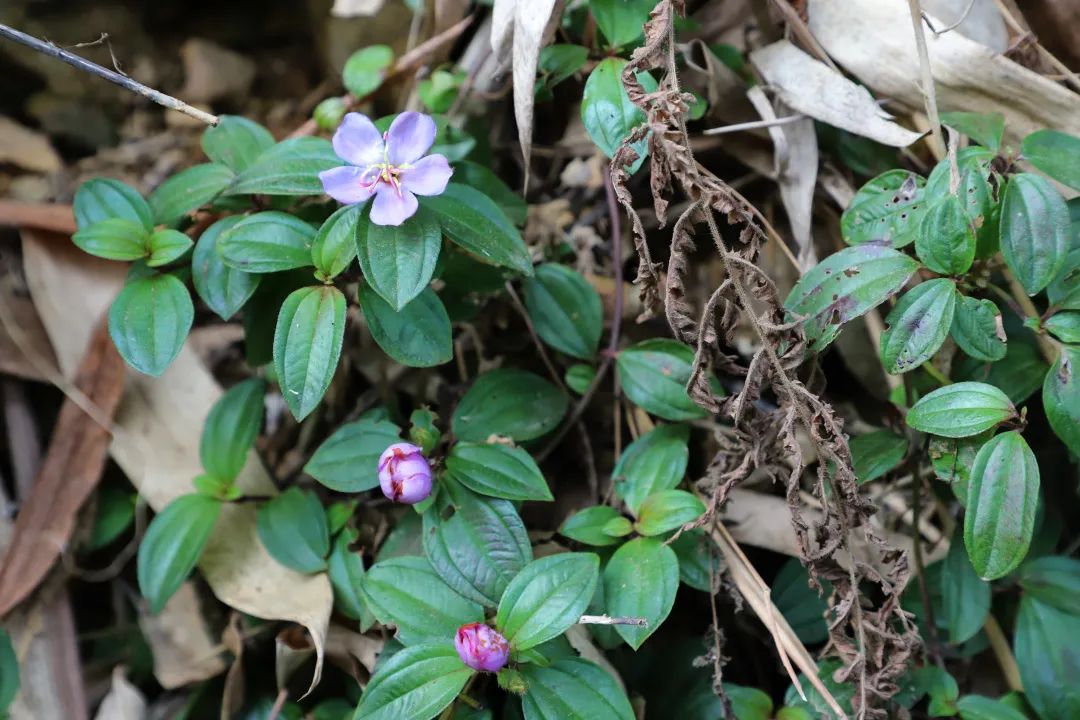 花城控股集团