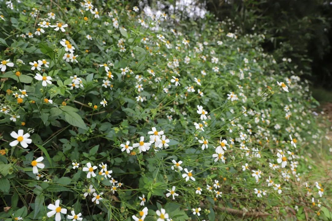 花城控股集团