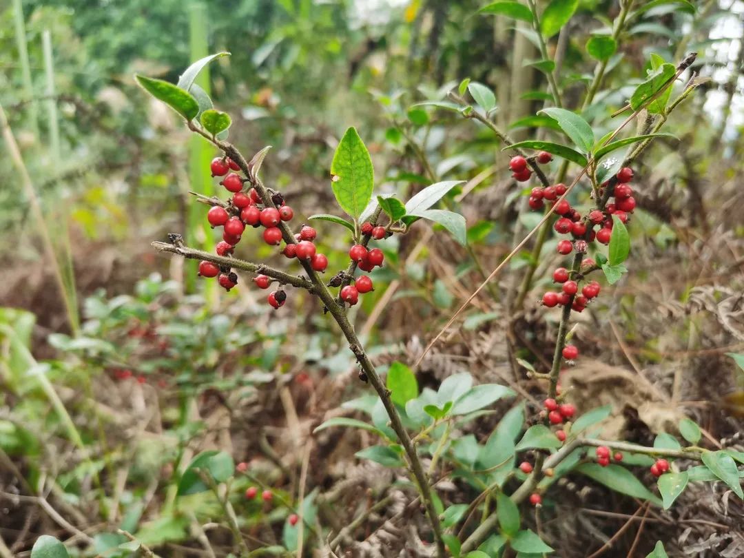 花城控股集团