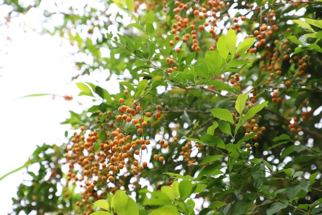 花城控股集团